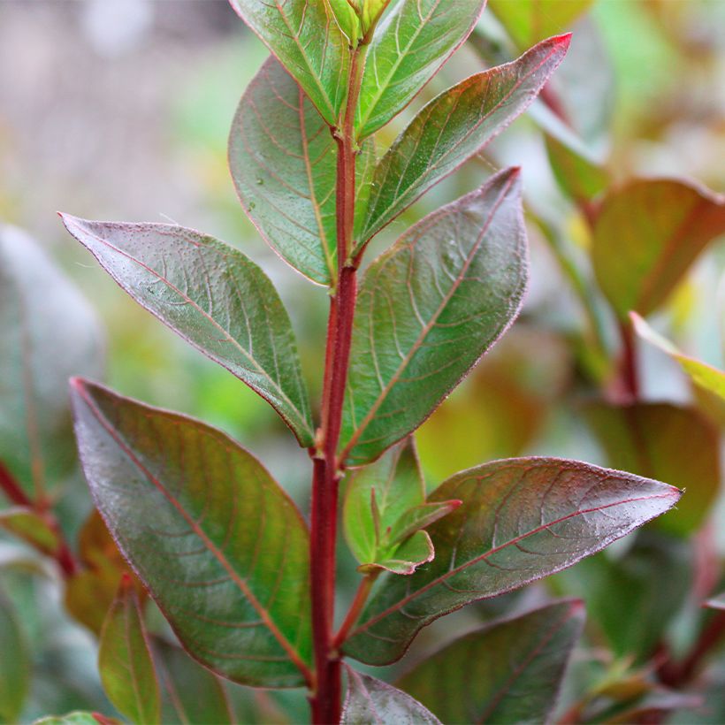 Árbol de Júpiter Enduring Red - Lagerstroemia indica (Follaje)