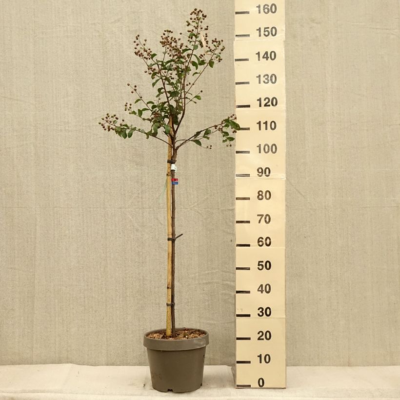 Ejemplar de Lilas des Indes - Lagerstroemia indica Eveline Pot de  7.5L/10L entregado en otoño