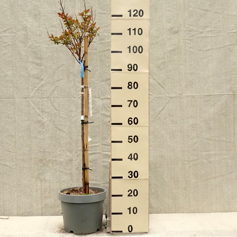 Árbol de Júpiter Eveline - Lagerstroemia indica Maceta 7,5L/10LAltura de entrega aprox. 125/150cm Ejemplar entregado en la primavera