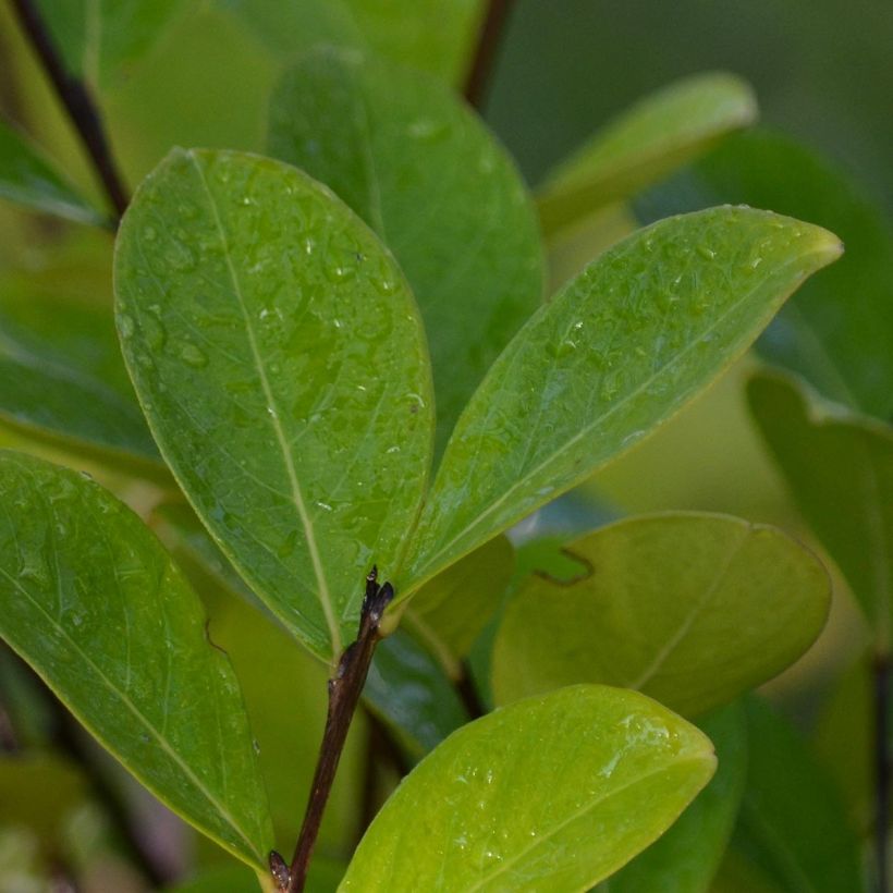 Árbol de Júpiter Kimono - Lagerstroemia indica (Follaje)