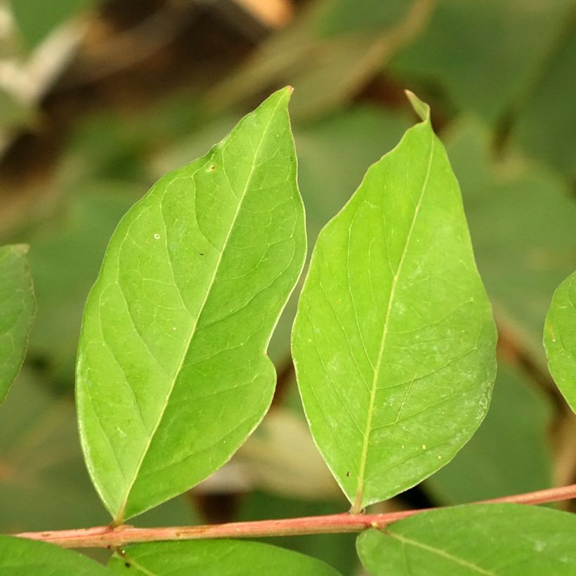 Árbol de Júpiter White Chocolate - Lagerstroemia indica (Follaje)