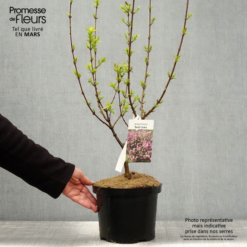 Lilo chino Saugeana - Syringa chinensis Maceta 2L/3LAltura de entrega aprox. 40/50cm Ejemplar entregado en la primavera