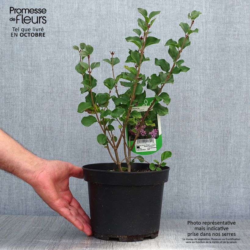 Ejemplar de Lilas - Syringa meyeri Palibin Pot de 2L/3L entregado en otoño