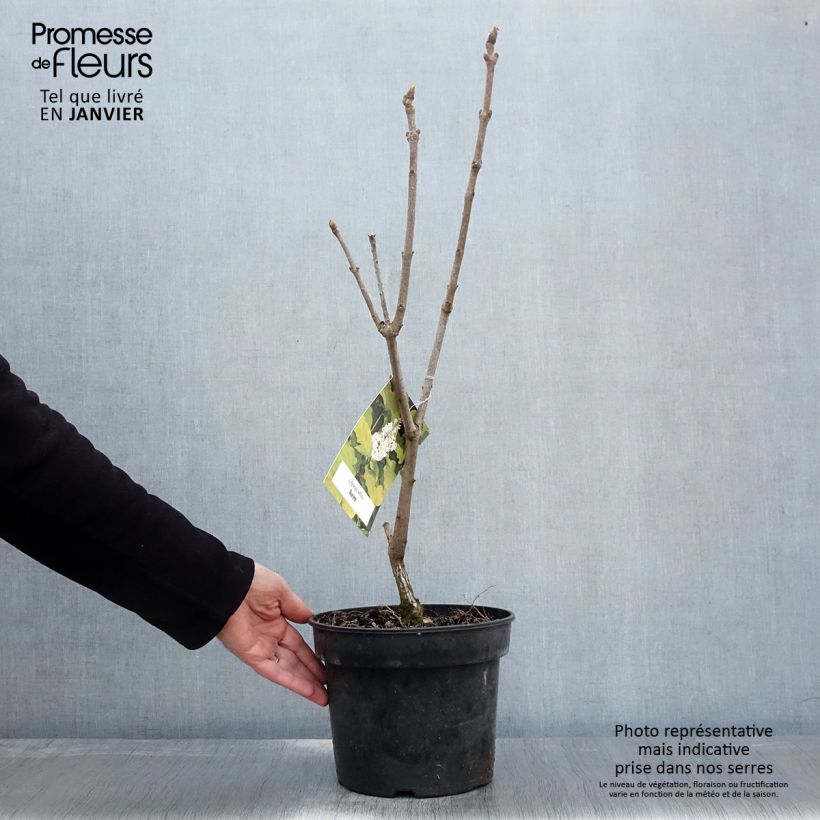 Lilas - Syringa villosa Aurea Pot de 4L/5L Ejemplar entregado en invierno