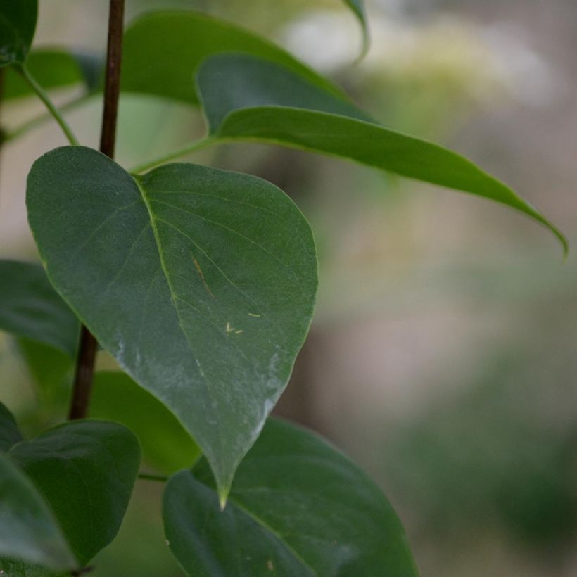 Lila Madame Lemoine - Syringa vulgaris (Follaje)