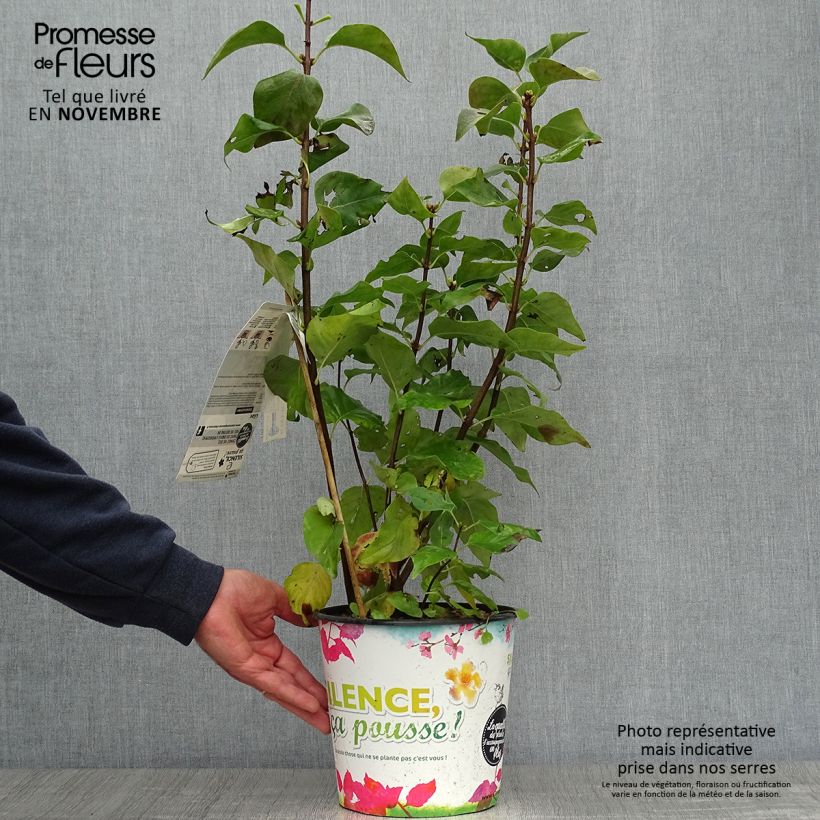 Ejemplar de Lilas - Syringa vulgaris Zhemchuzhina Pot de 4L/5L entregado en otoño