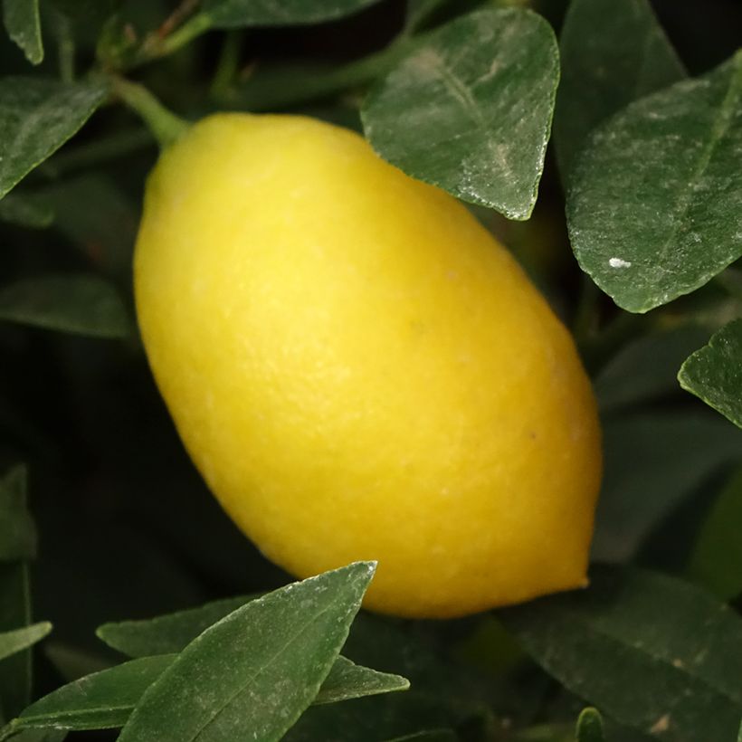 Limequat - Citrus floridana (Cosecha)