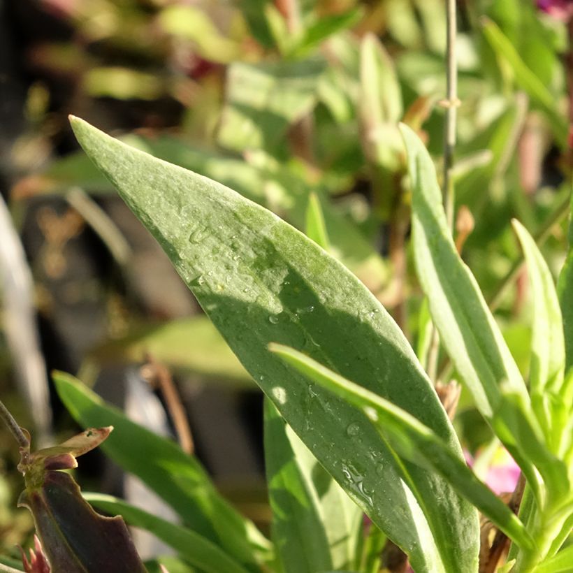 Linaria triornithophora (Follaje)