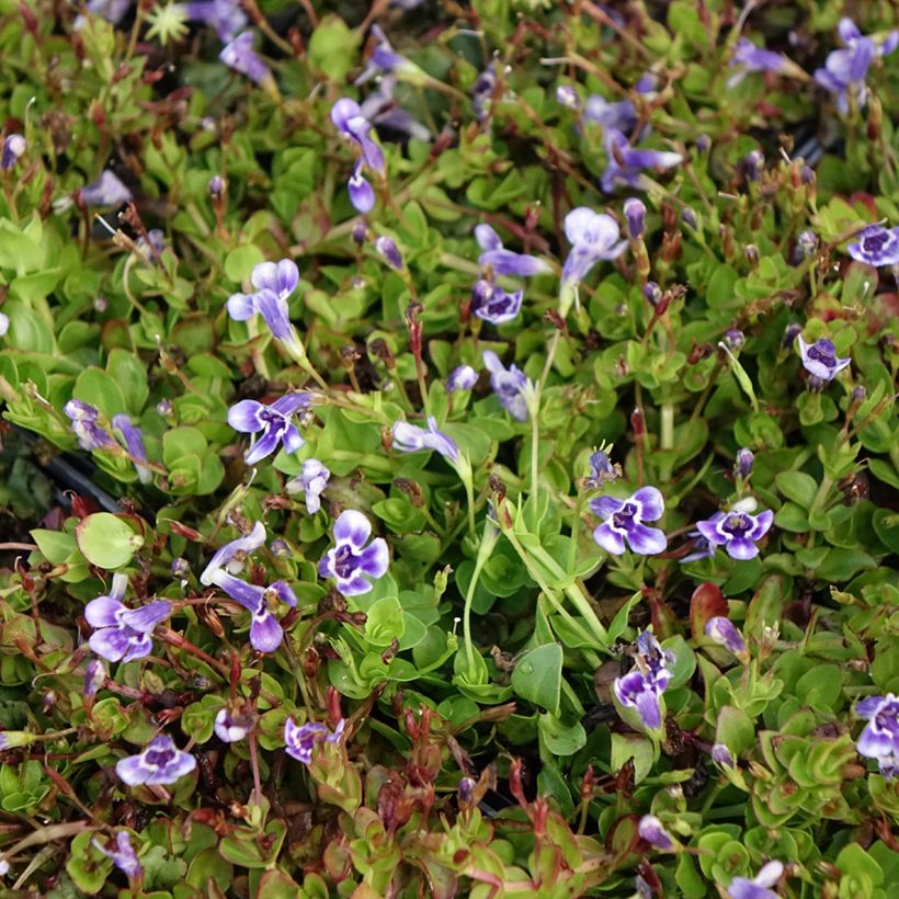 Lindernia grandiflora (Floración)