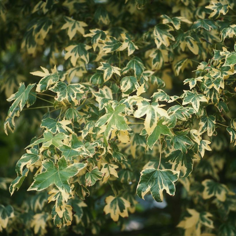 Liquidambar styraciflua Albomarginata Manon (Follaje)