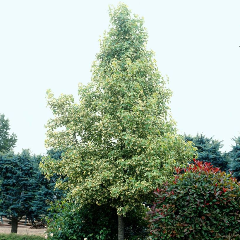 Liquidambar styraciflua Albomarginata Manon (Porte)