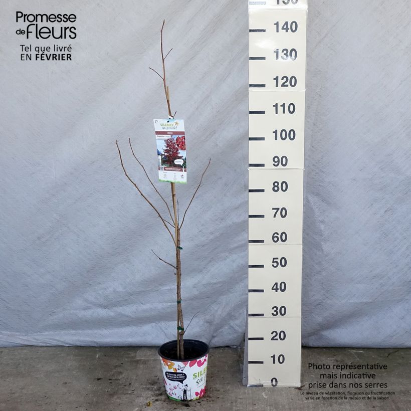 Liquidambar styraciflua en pot de 3L/4L Ejemplar entregado en invierno