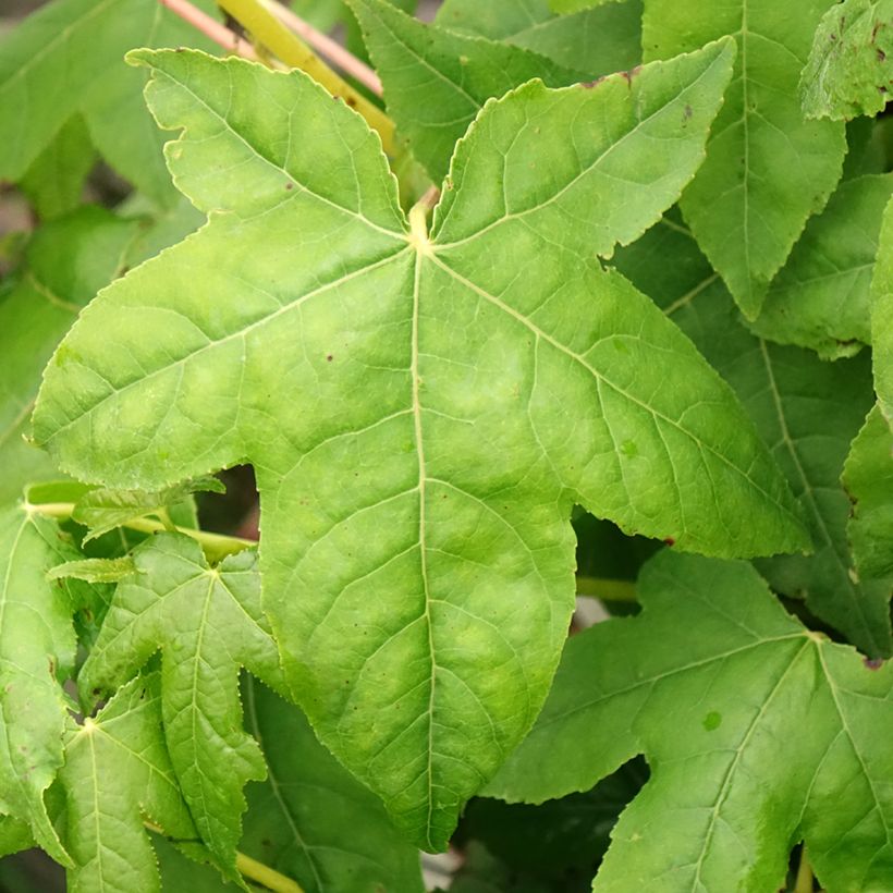 Liquidambar styraciflua Golden Sun (Follaje)