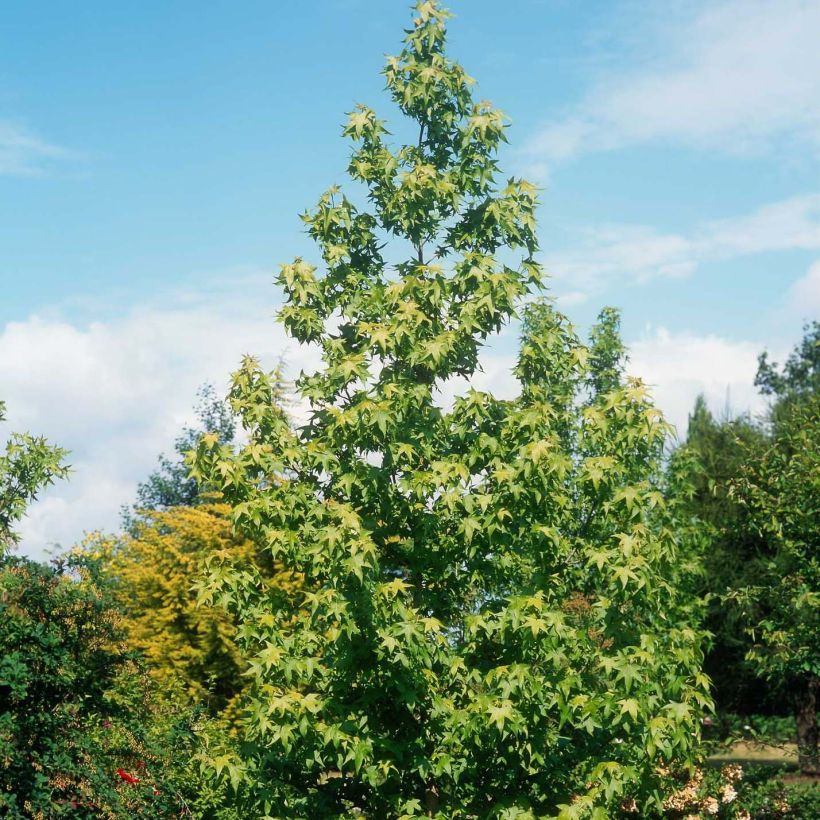 Liquidambar styraciflua Thea (Porte)