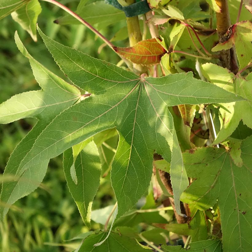 Liquidambar styraciflua Thea (Follaje)