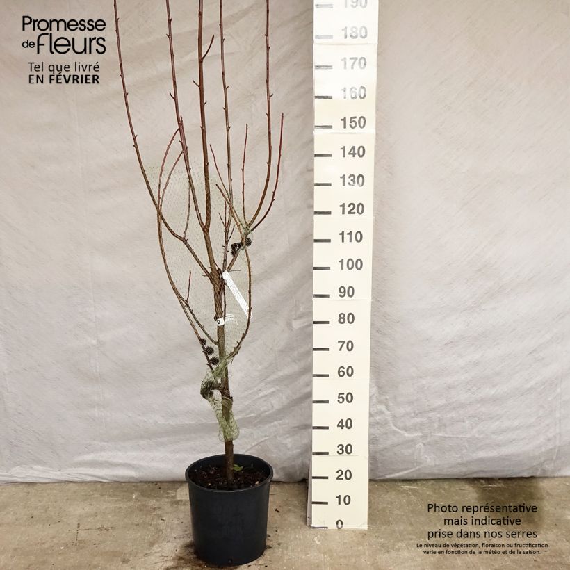 Liquidambar styraciflua Worplesdon - Pot de 15L Ejemplar entregado en invierno