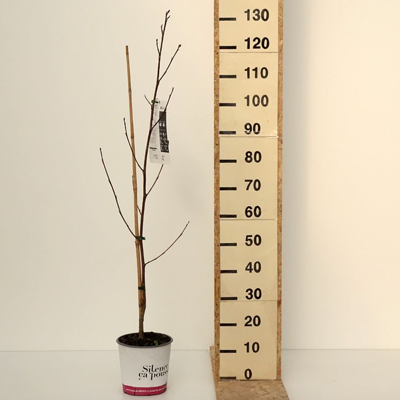 Arbol de las tulipas Fastigiata - Liriodendron tulipifera Maceta 4L/5LAltura de entrega aprox. 100/125cm Ejemplar entregado en invierno