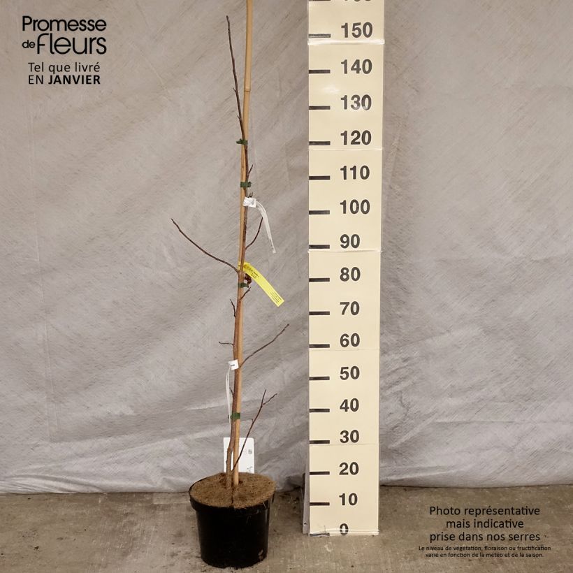 Liriodendron tulipifera - Tulipier de Virginie Pot de 7,5L/10L Ejemplar entregado en invierno