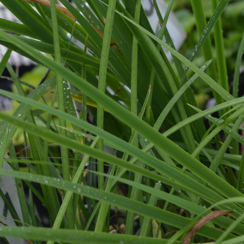 Liriope muscari - Serpentina (Follaje)