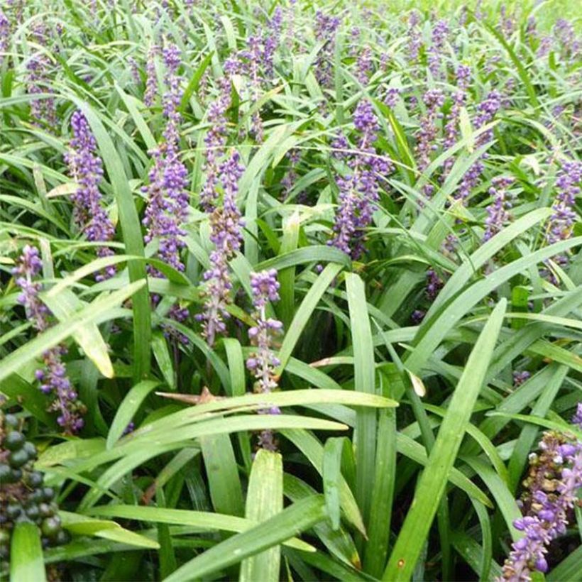 Liriope muscari Evergreen Giant (Floración)