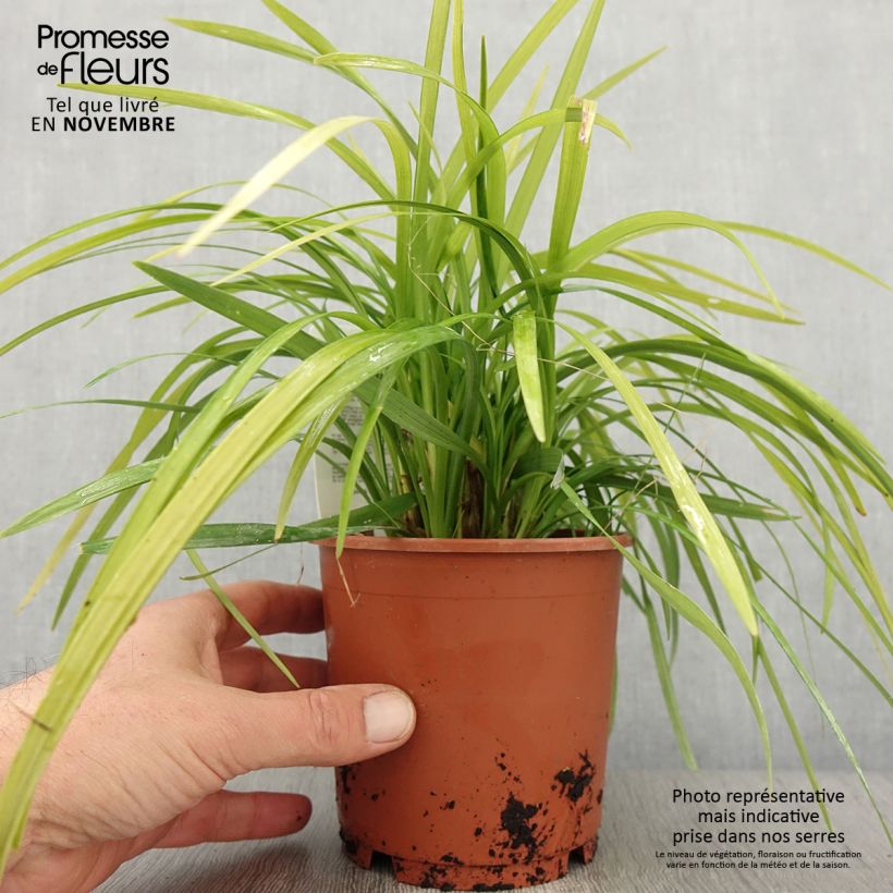 Ejemplar de Liriope muscari Evergreen Giant en pot de 1L/1.5L entregado en otoño