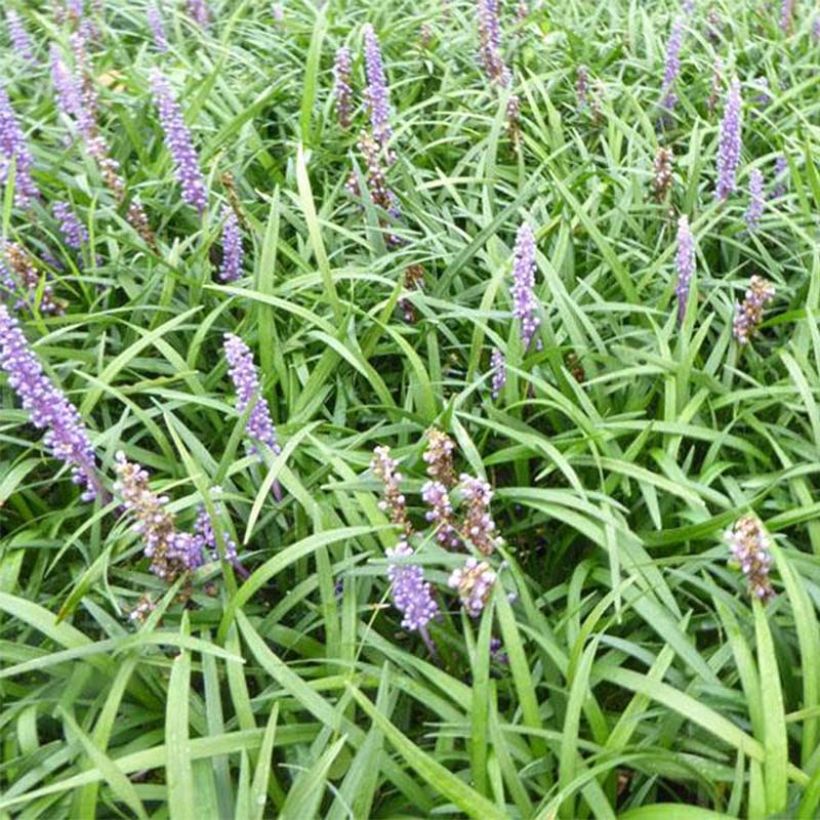 Liriope muscari Lilac Wonder (Floración)