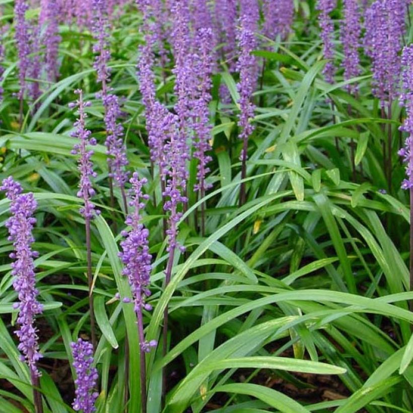 Liriope muscari Royal Purple (Follaje)