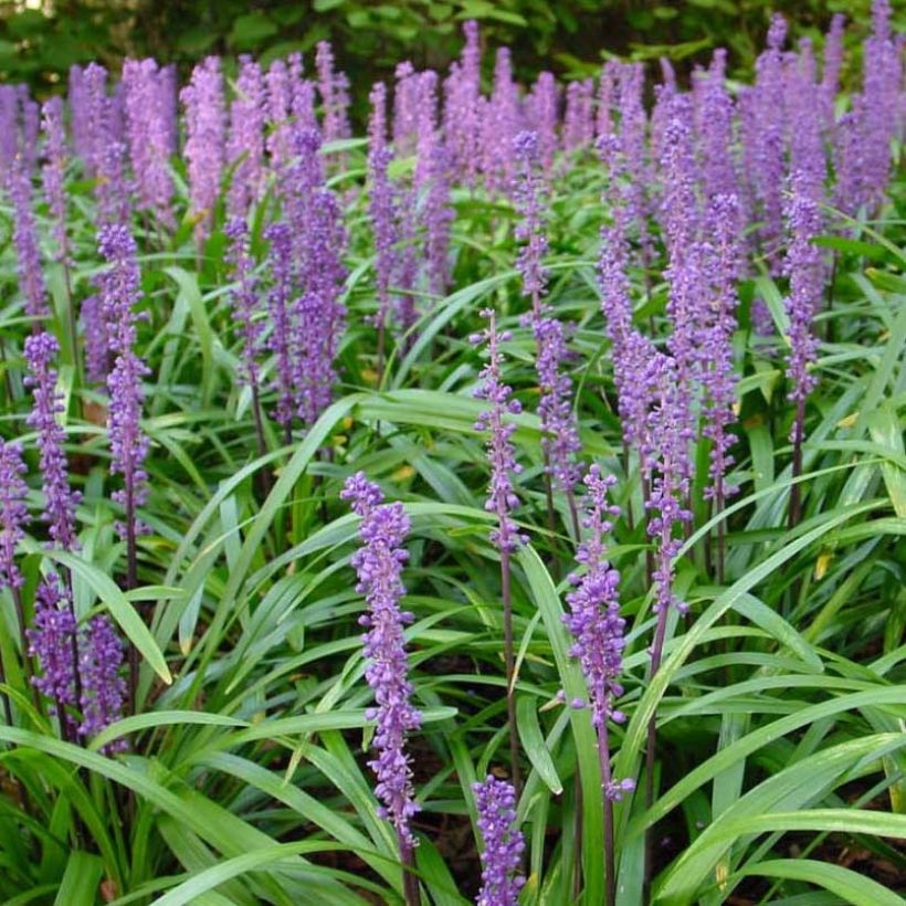 Liriope muscari Royal Purple (Floración)