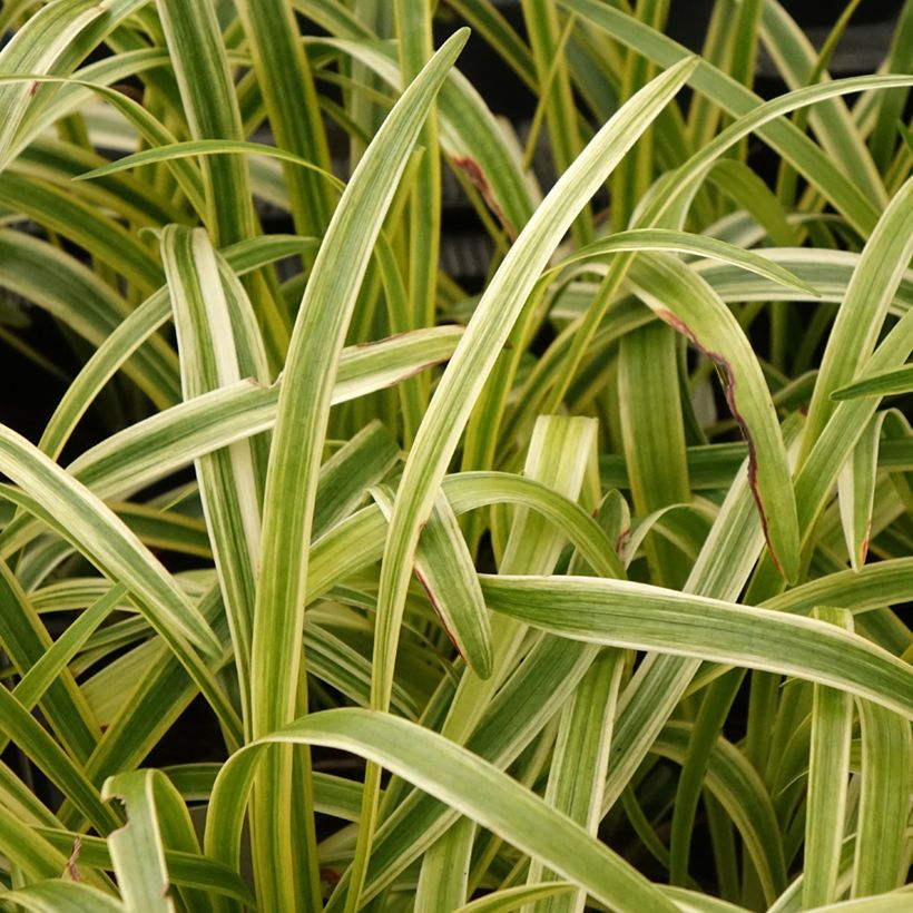 Liriope muscari Silvery Sunproof (Follaje)