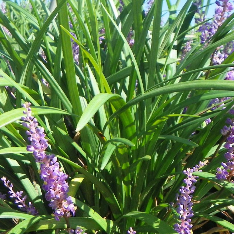 Liriope muscari Super Blue (Follaje)