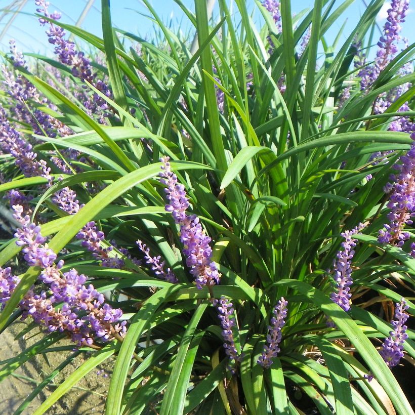 Liriope muscari Super Blue (Porte)