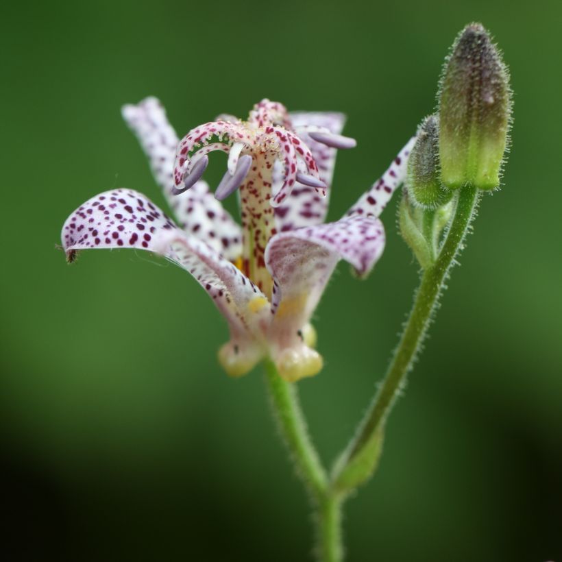 Tricyrtis hirta Tricyrtis hirta - Lirio sapo (Floración)