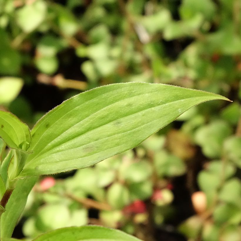 Tricyrtis hirta Miyazaki - Lirio sapo (Follaje)