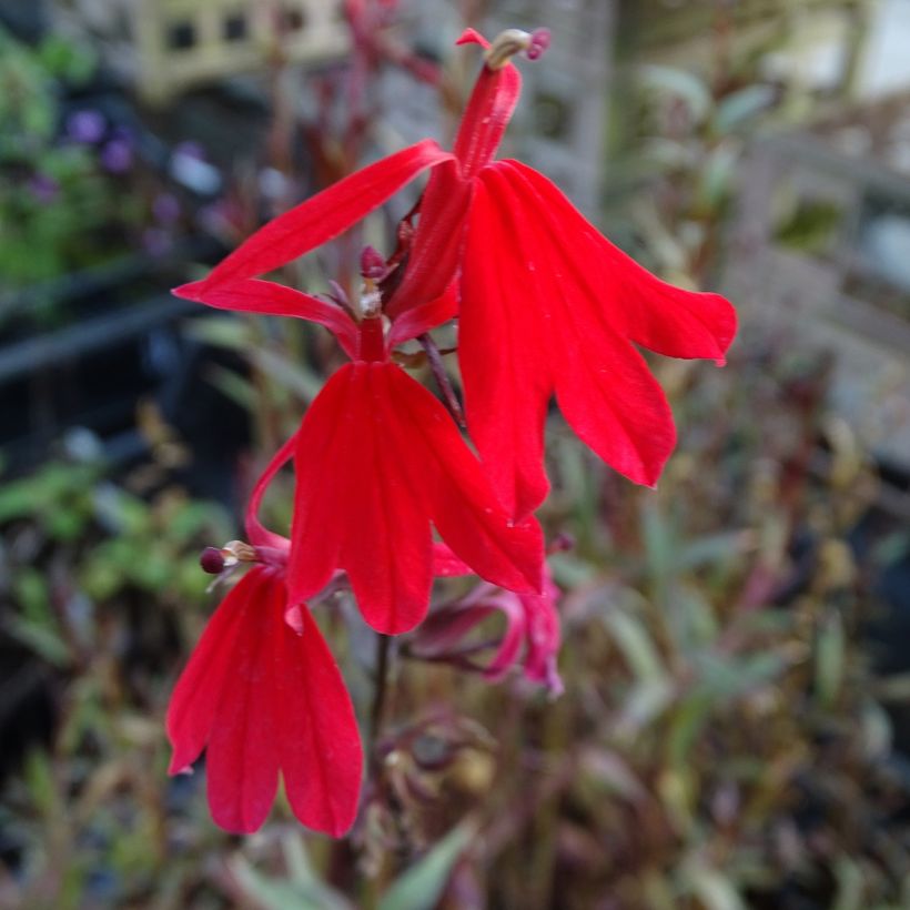 Lobelia Queen Victoria (Floración)