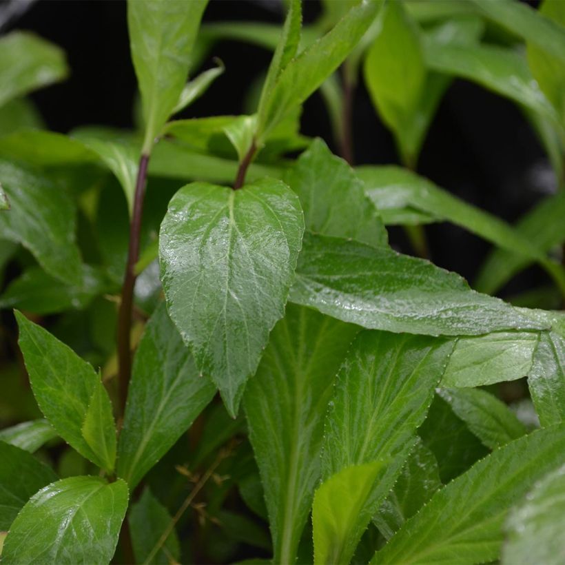 Lobelia gerardii Vedrariensis (Follaje)