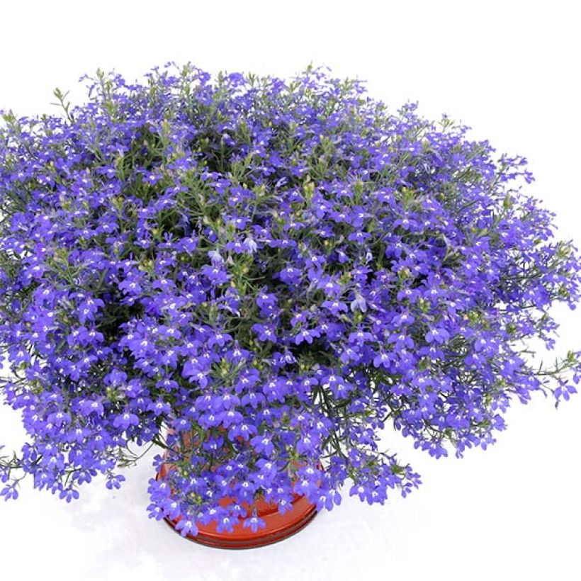 Lobelia erinus Anabel Blue (Porte)