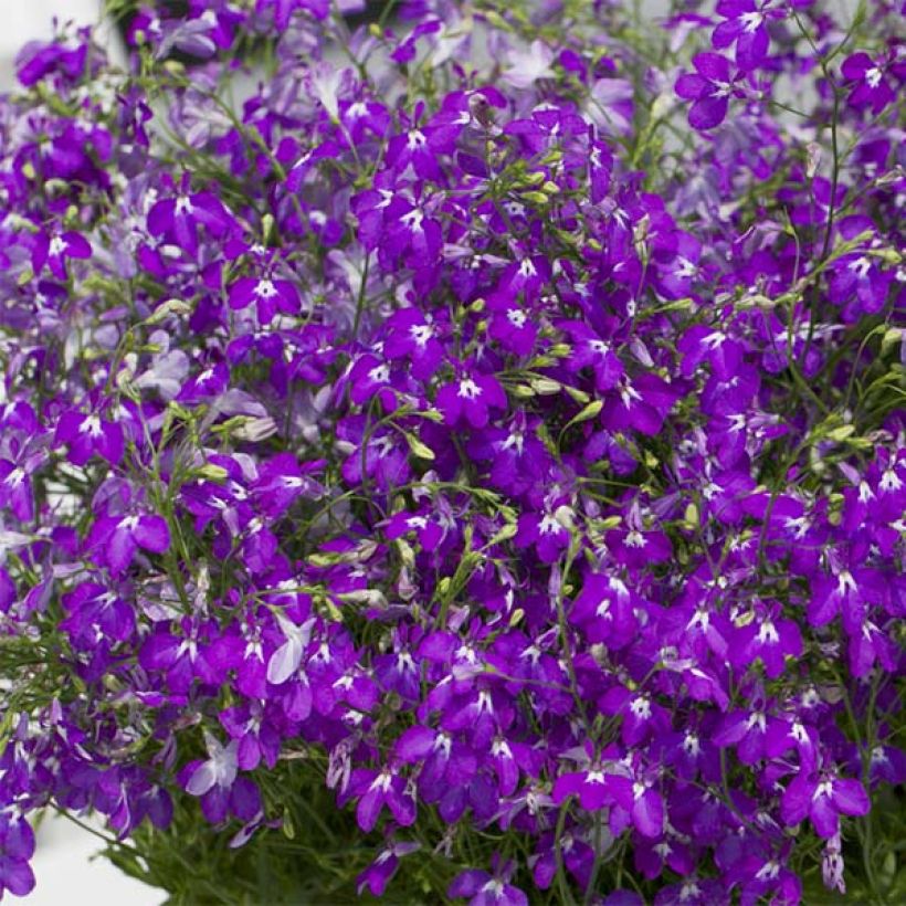 Lobelia erinus Purple Star (Floración)