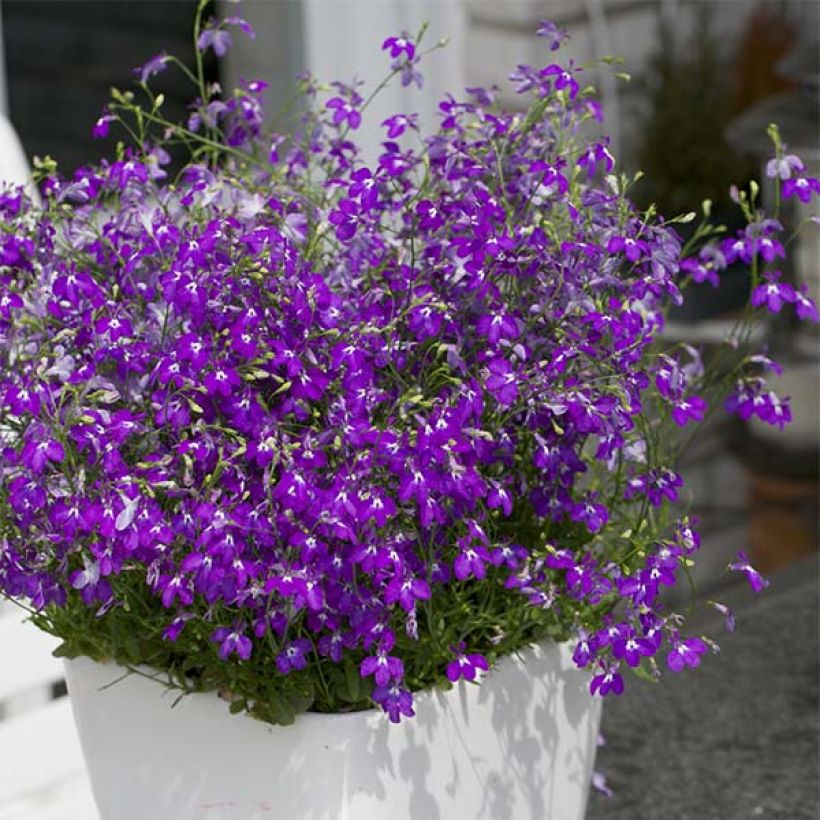 Lobelia erinus Purple Star (Porte)