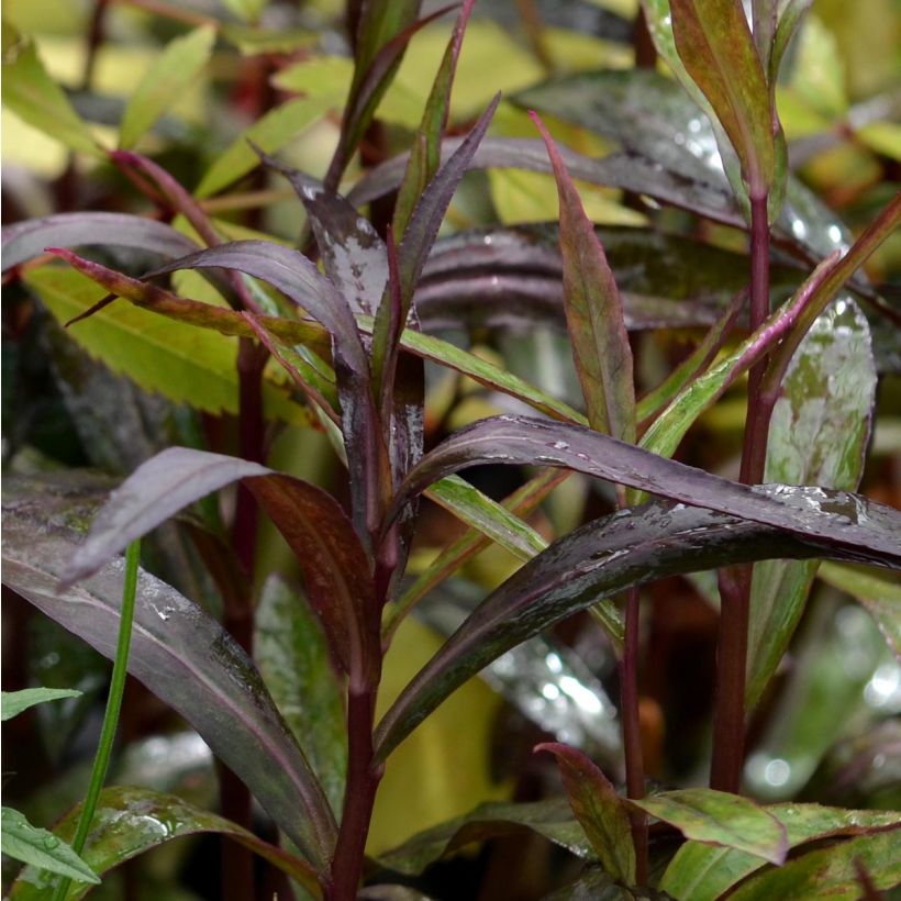 Lobelia speciosa Russian Princess (Follaje)