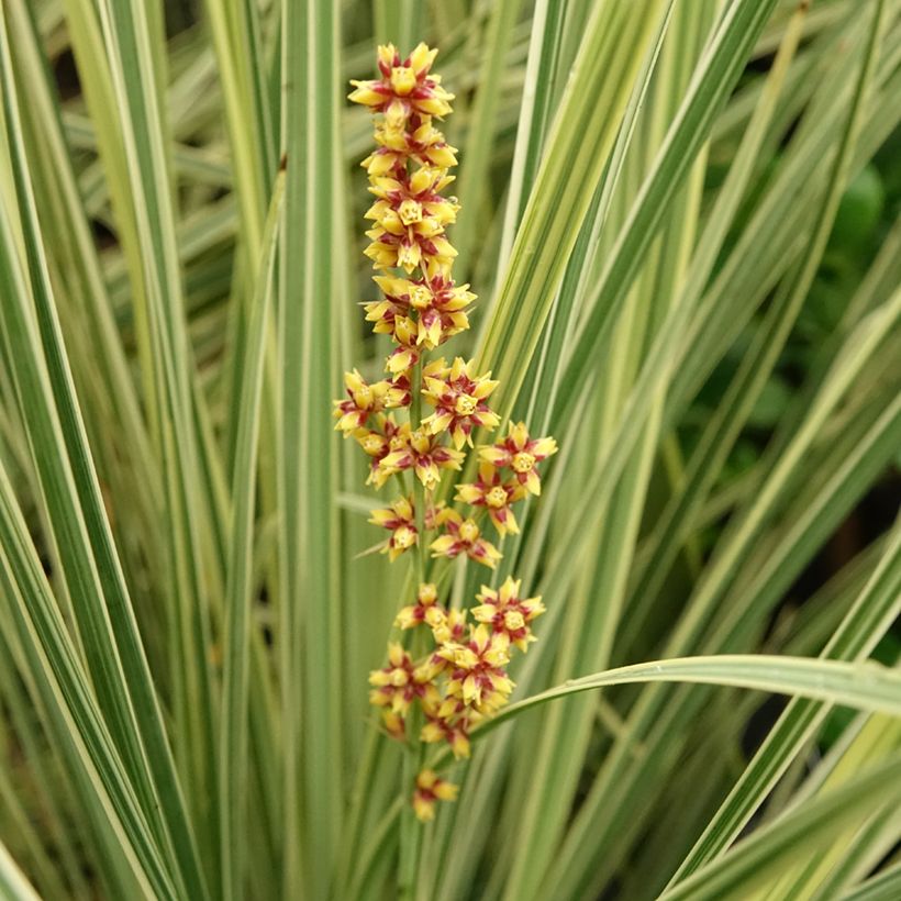 Lomandra longifolia White Sands - Esparraguera de cabeza espinosa (Floración)