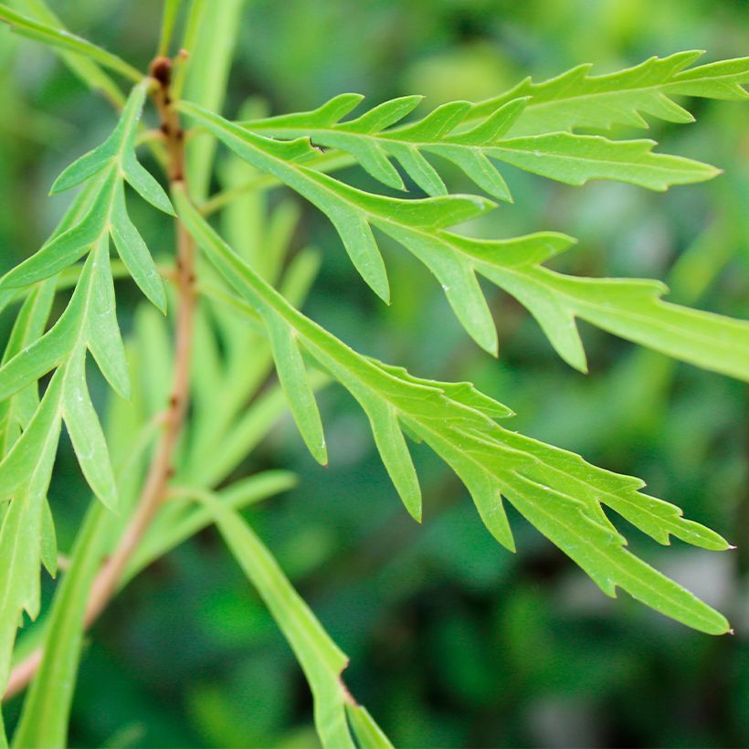 Lomatia silaifolia (Follaje)