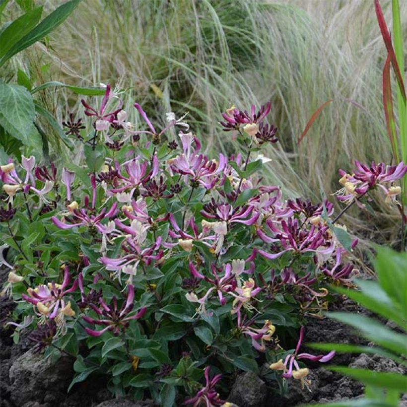 Madreselva de los bosques - Lonicera periclymenum Chic et Choc (Porte)