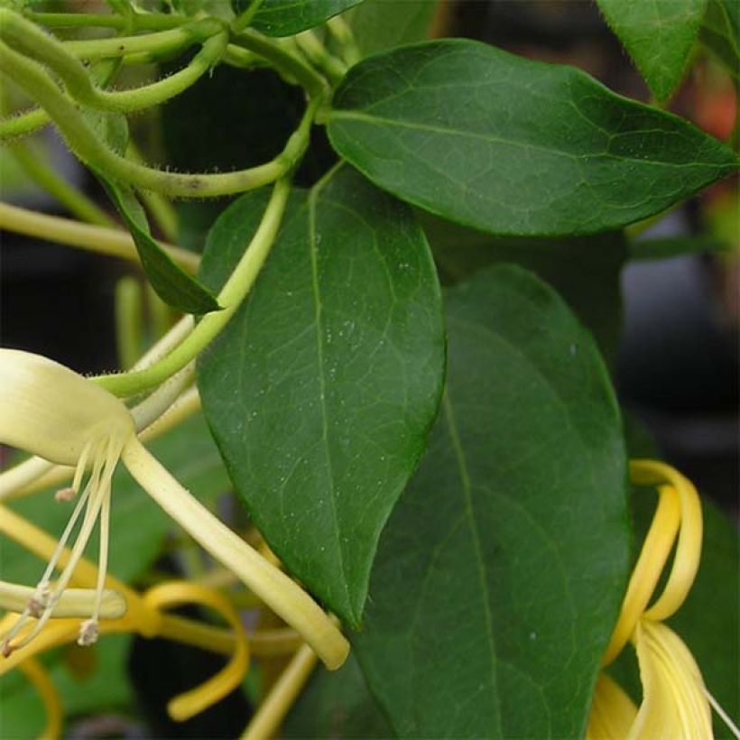 Lonicera similis var. delavayi - Madreselva (Follaje)