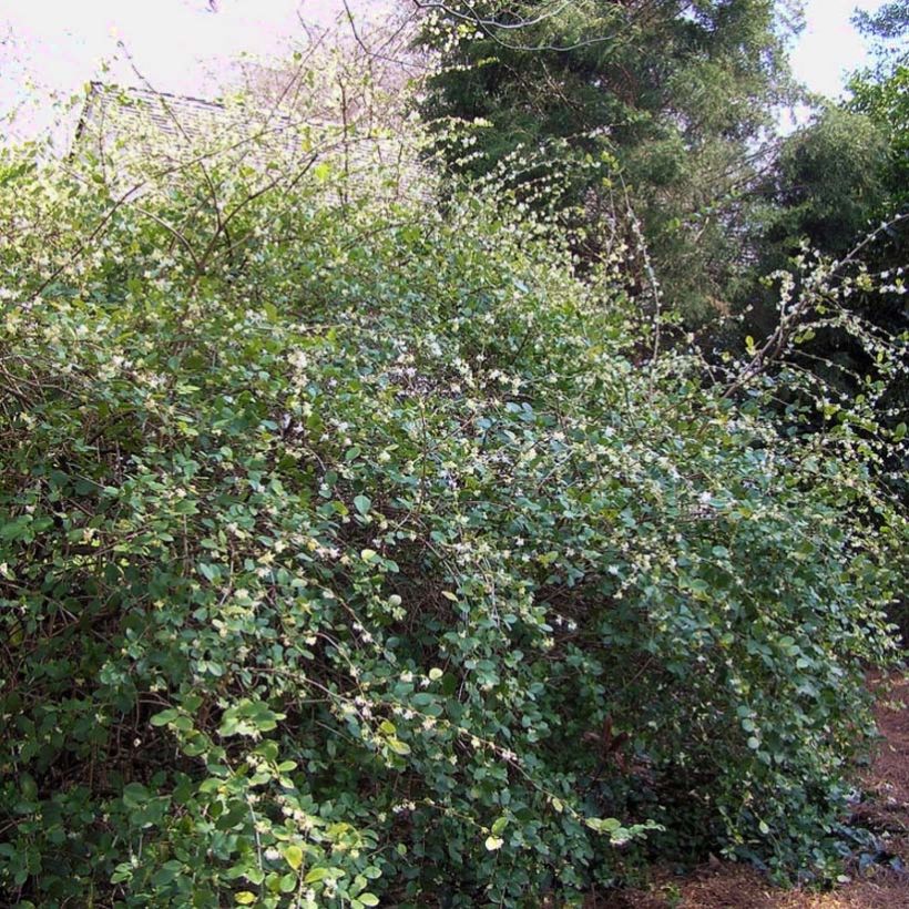 Lonicera fragrantissima - Madreselva de invierno (Porte)