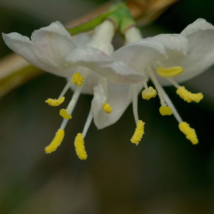 Lonicera fragrantissima - Madreselva de invierno (Floración)