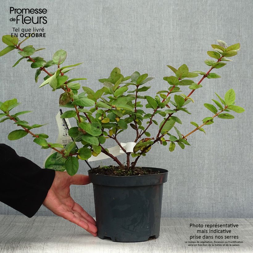 Ejemplar de Lonicera kamtschatica Duet - Baie de mai Pot de 1.5L entregado en otoño