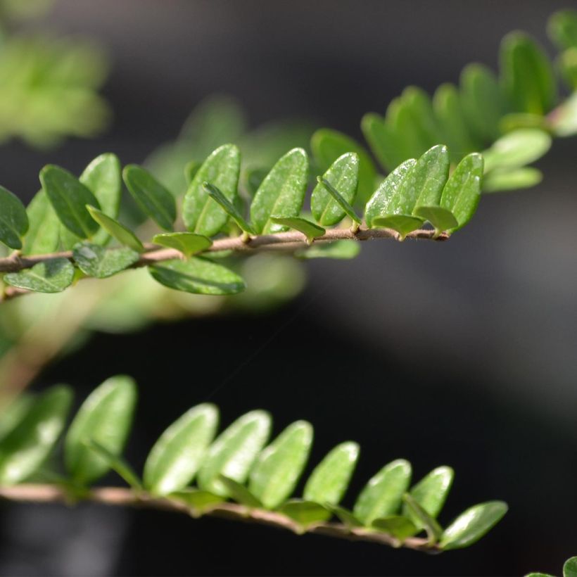 Madreselva de hoja - Lonicera nitida Elegant (Follaje)