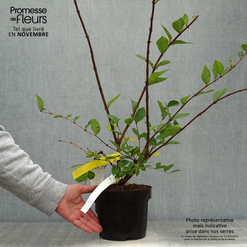 Ejemplar de Lonicera purpusii Winter Beauty - Chèvrefeuille d'hiver parfumé  Pot de 3L/4L entregado en otoño