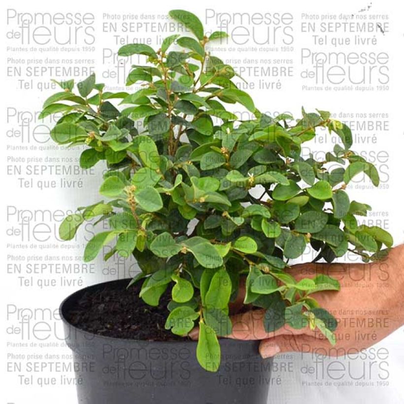 Ejemplo de ejemplar de Loropetalum chinense - Loropétale de Chine Pot de 2L/3L tal y como se entrega