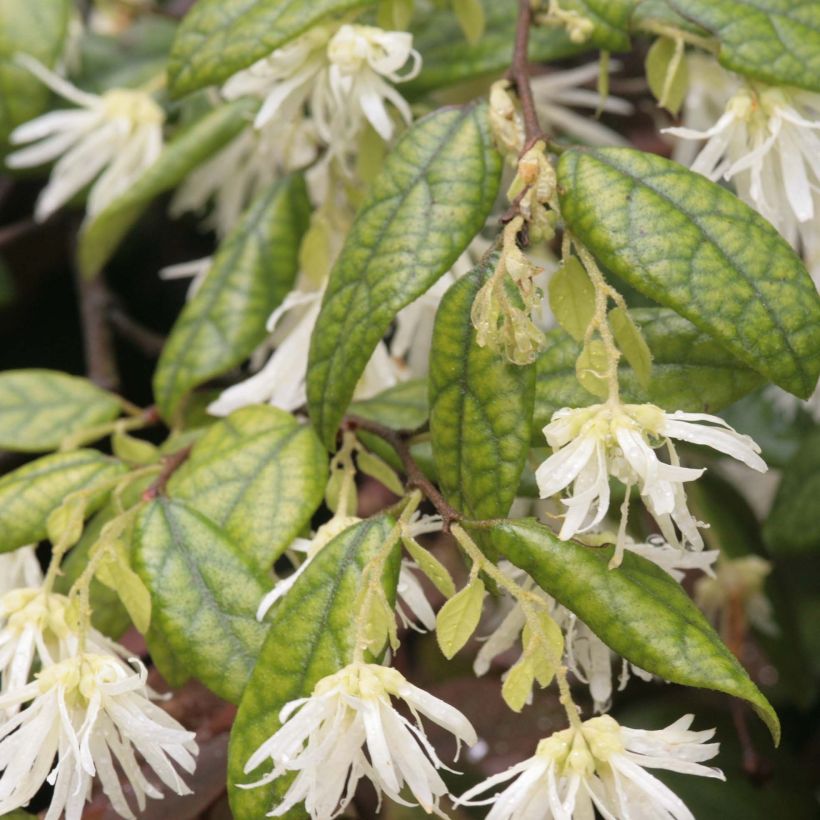 Loropetalum chinense (Follaje)